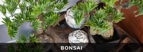 Bonsai