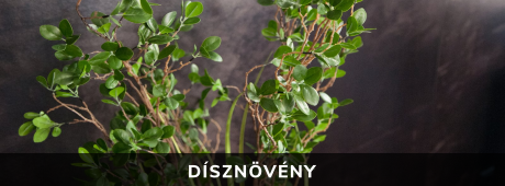 Dísznövény