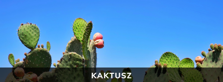 Kaktusz