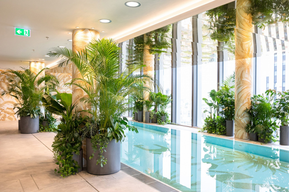 wellness műnövény