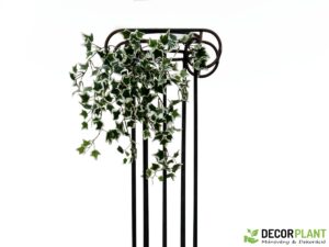 EUROPALMS Holland ivy bush tendril classic