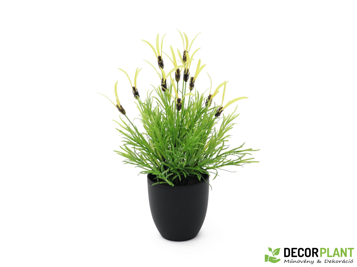 EUROPALMS Feather lettuce EUROPALMS Feather lettuce