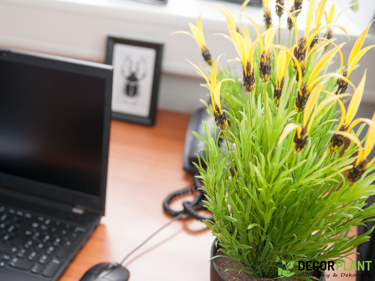 EUROPALMS Feather lettuce