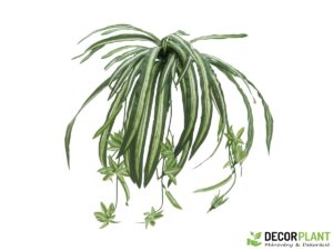 EUROPALMS Spider plant