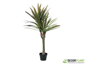 EUROPALMS Dracena
