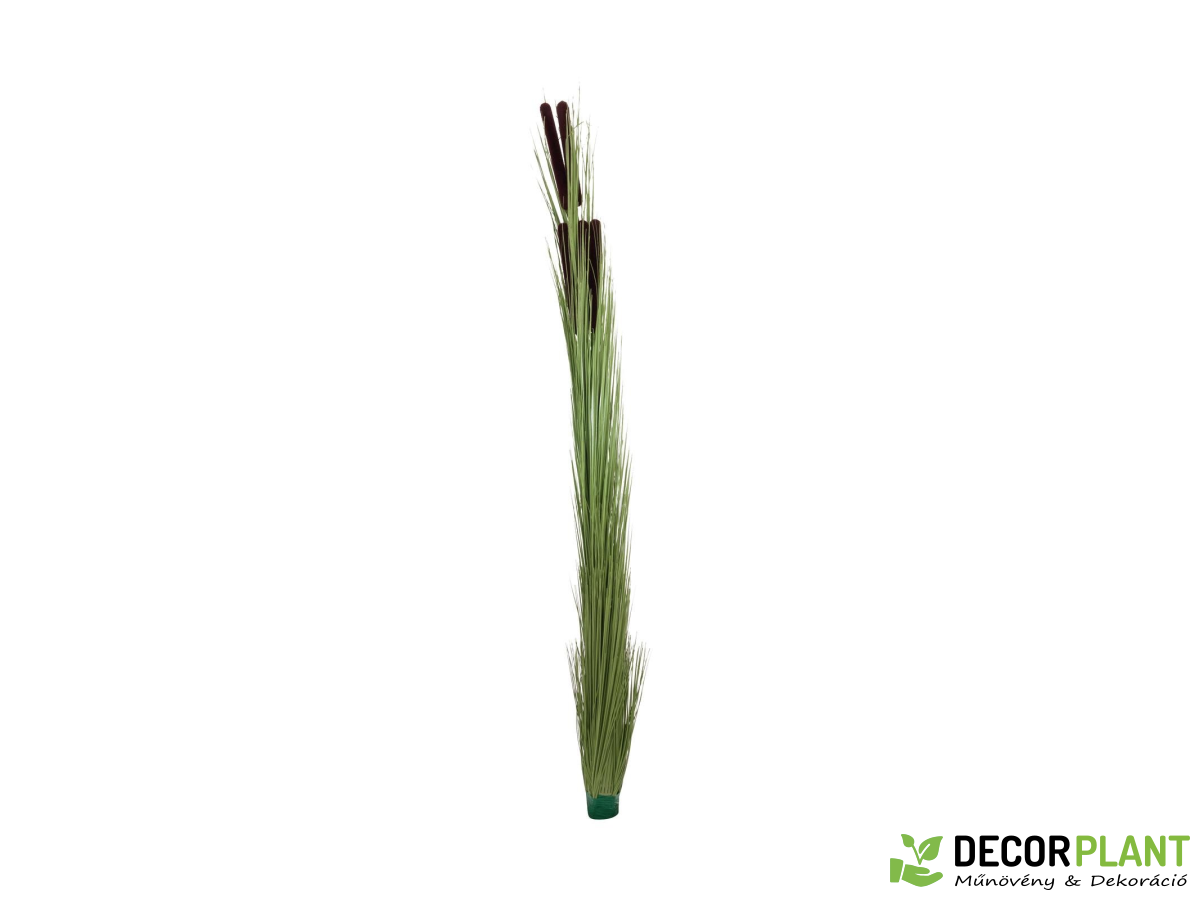 EUROPALMS Reed grass with cattails EUROPALMS Reed grass with cattails