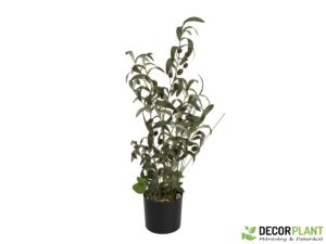 EUROPALMS Olive tree