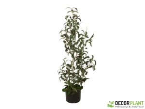 EUROPALMS Olive tree