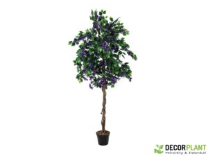 EUROPALMS Bougainvillea