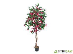 EUROPALMS Bougainvillea