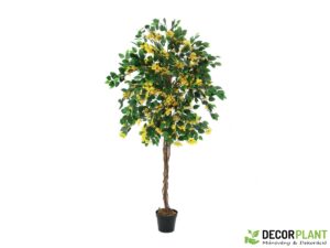 EUROPALMS Bougainvillea