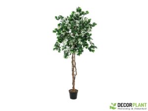EUROPALMS Bougainvillea