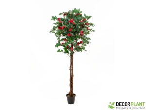 EUROPALMS Camelia red cemented