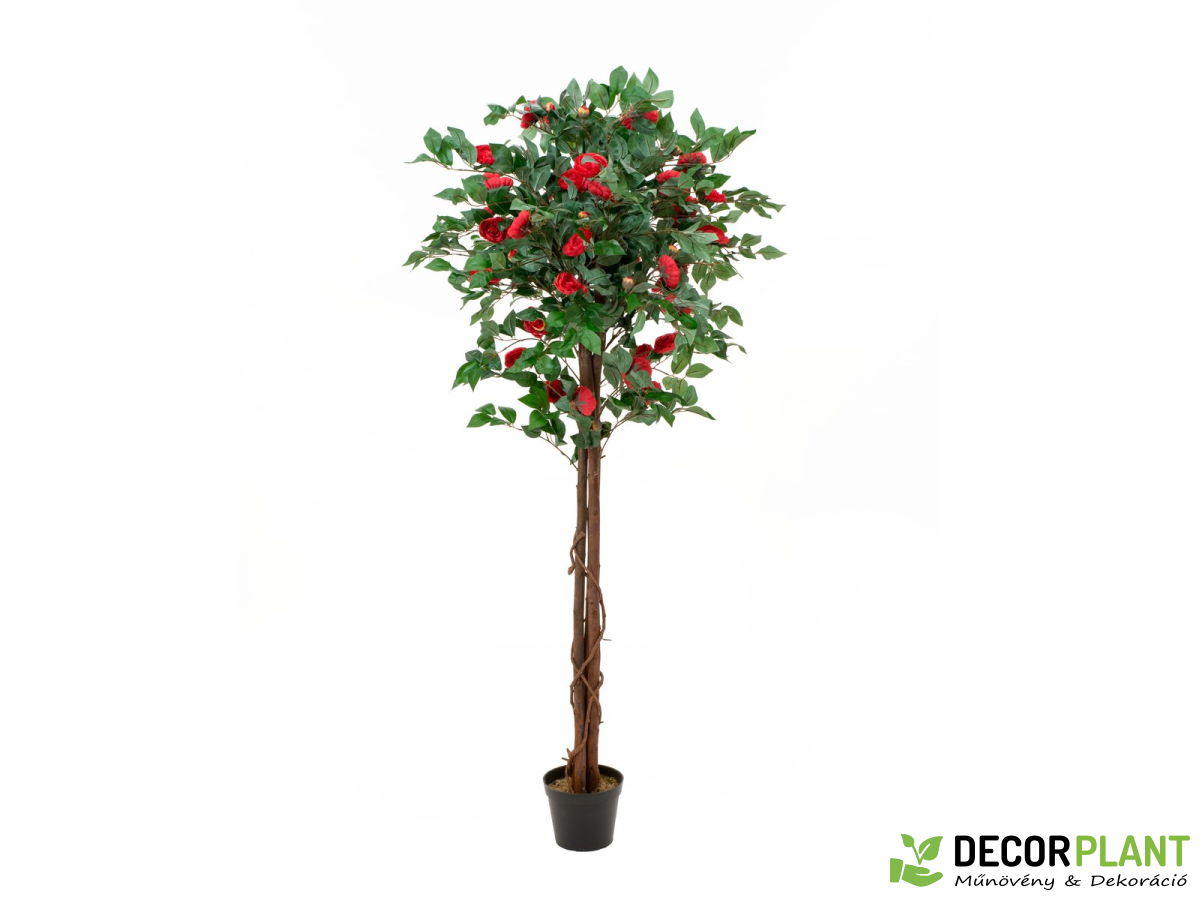 EUROPALMS Camelia red cemented EUROPALMS Camelia red cemented