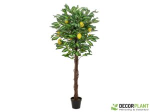 EUROPALMS Lemon tree