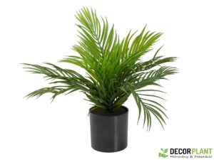 EUROPALMS Areca Palm