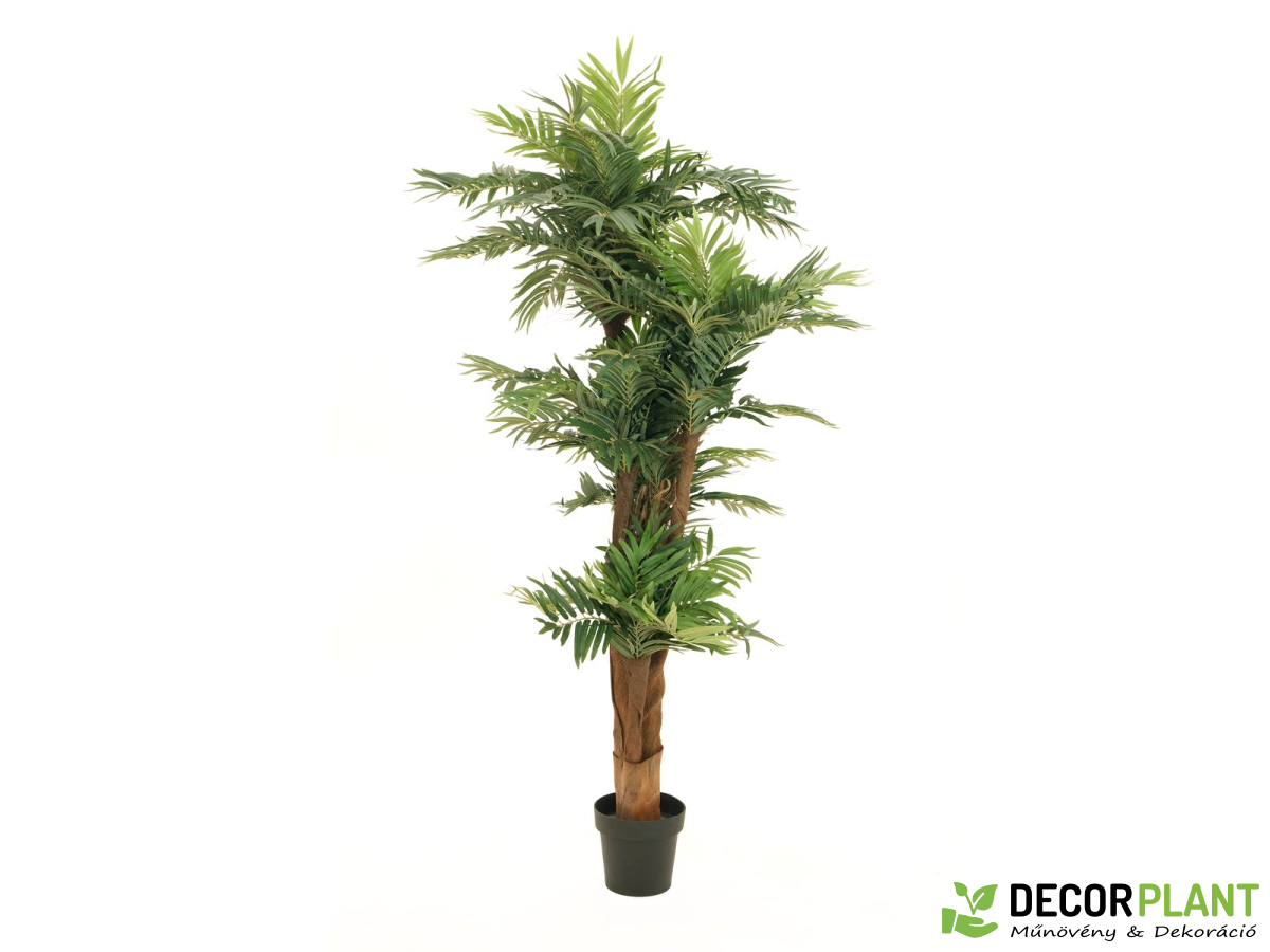 EUROPALMS Areca palm EUROPALMS Areca palm