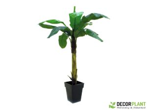 EUROPALMS Banana tree