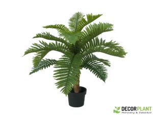 EUROPALMS Cycas palm tree
