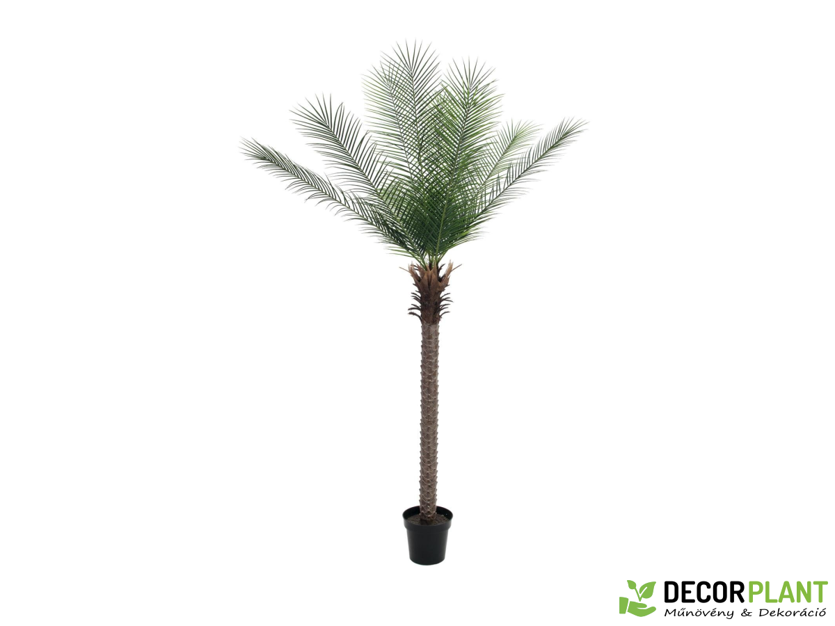 EUROPALMS Phoenix palm deluxe EUROPALMS Phoenix palm deluxe