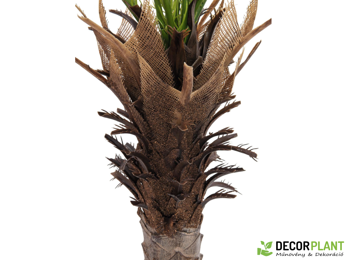 EUROPALMS Phoenix palm deluxe