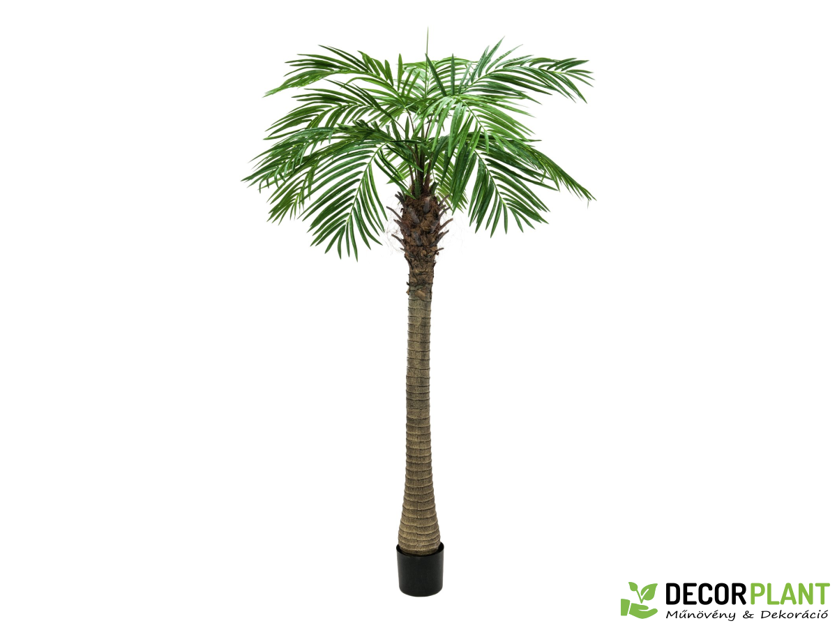 EUROPALMS Phoenix palm tree luxor EUROPALMS Phoenix palm tree luxor