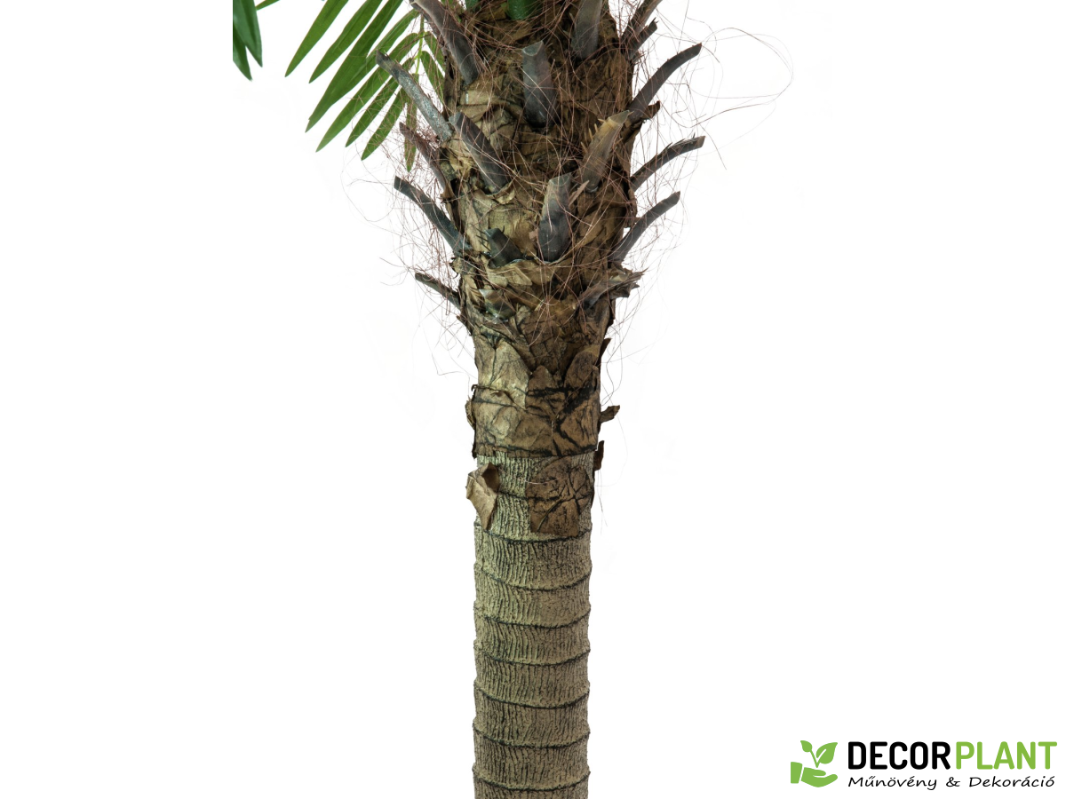 EUROPALMS Phoenix palm tree luxor