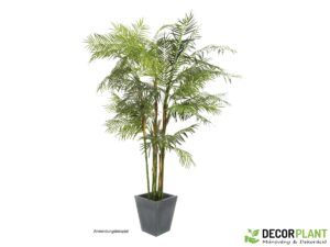 EUROPALMS Cycas palm