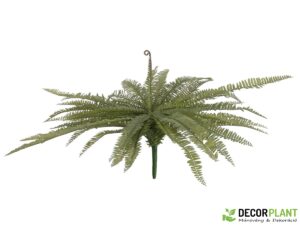 EUROPALMS Boston fern