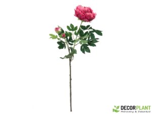 EUROPALMS Peony Branch premium