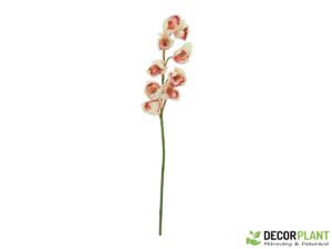 EUROPALMS Cymbidium branch