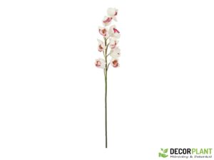EUROPALMS Cymbidium branch