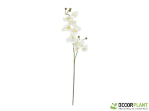 EUROPALMS Orchid branch