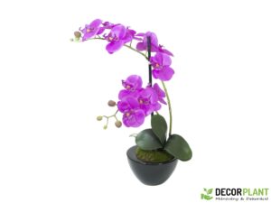 EUROPALMS Orchid arrangement 4