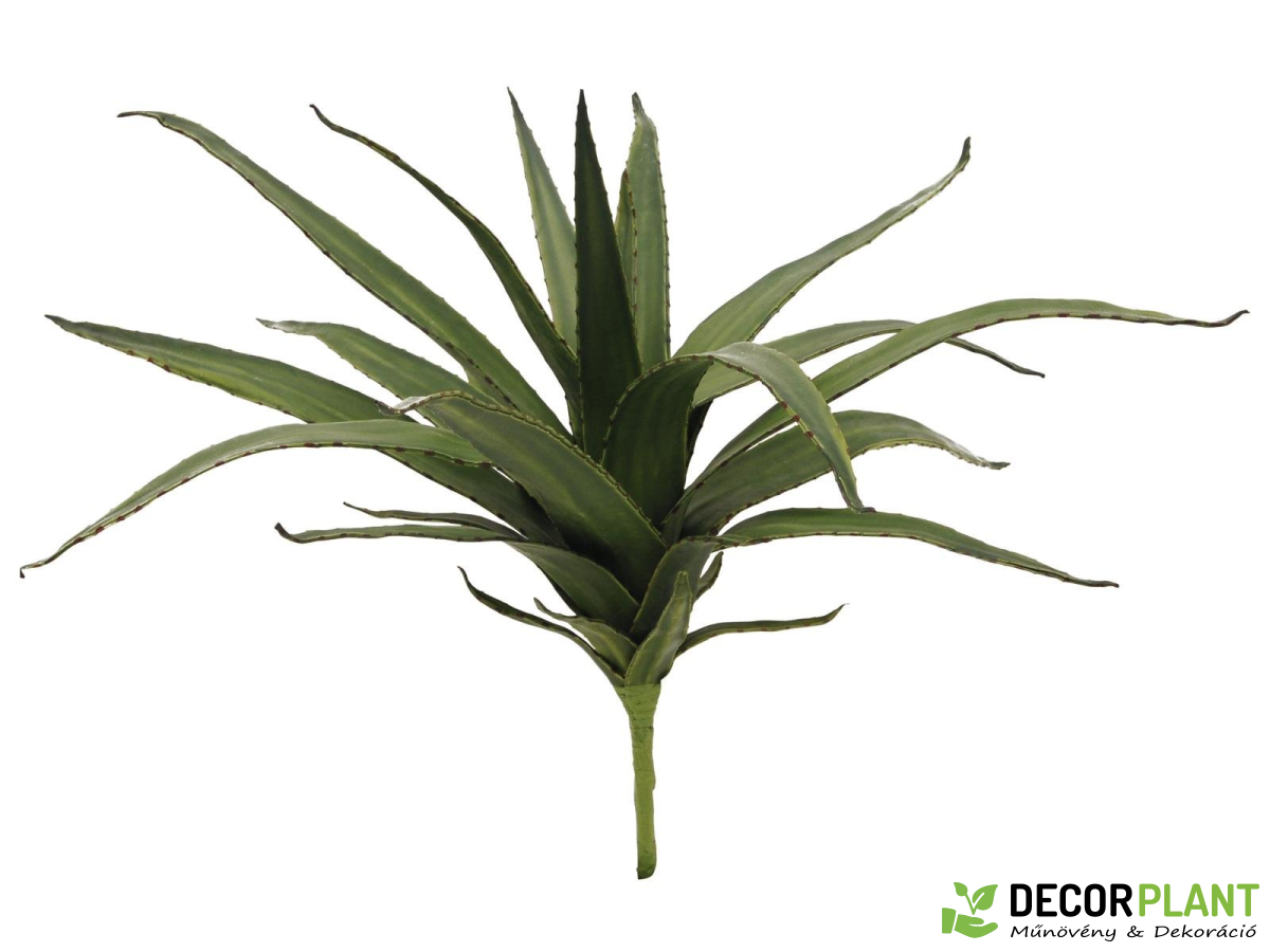 EUROPALMS Aloe (EVA) EUROPALMS Aloe (EVA)