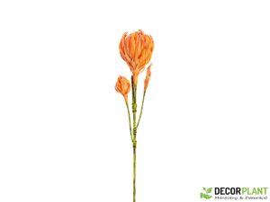 EUROPALMS Dahlias Branch (EVA)