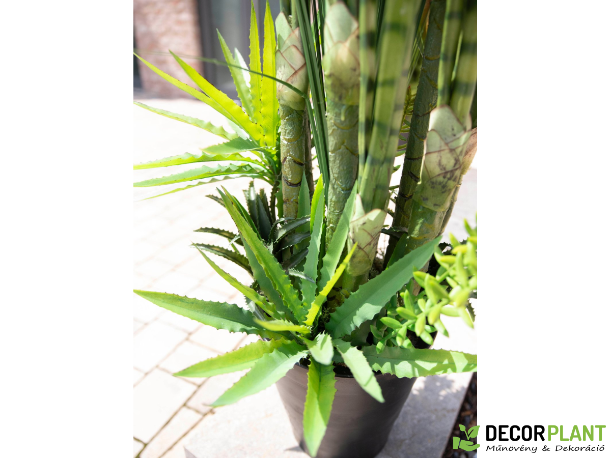 EUROPALMS Succulent-Mix EUROPALMS Succulent-Mix