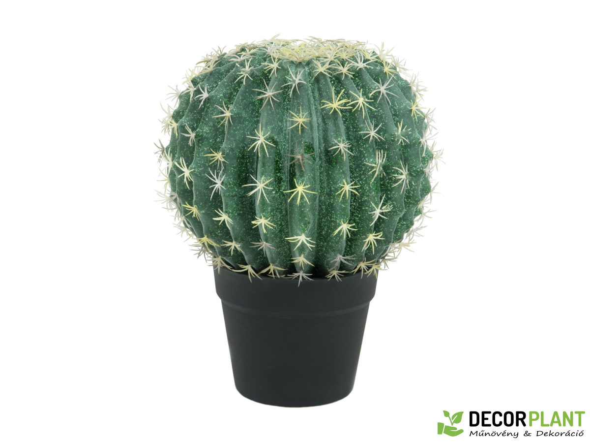 EUROPALMS Barrel Cactus EUROPALMS Barrel Cactus