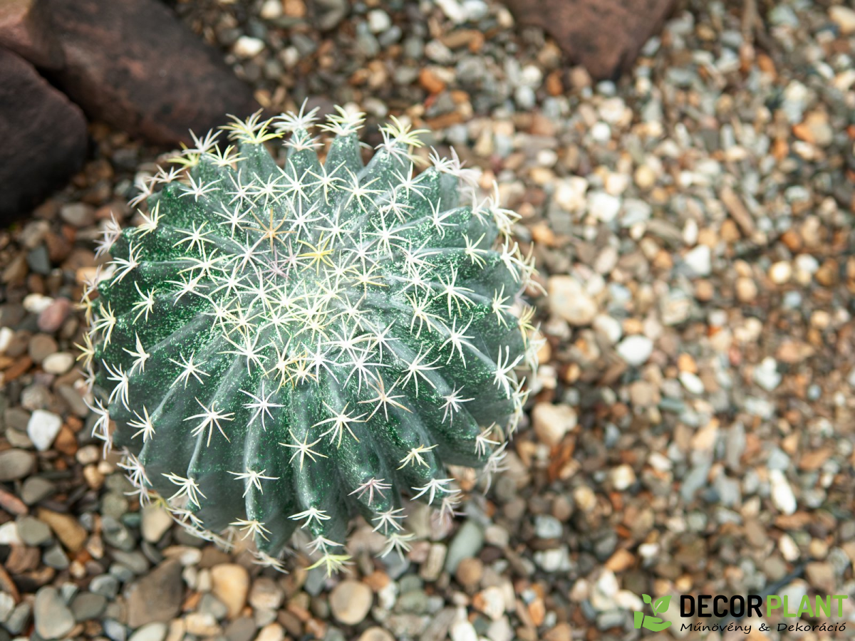EUROPALMS Barrel Cactus