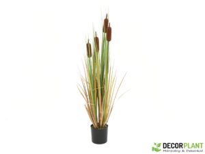EUROPALMS Bulrush