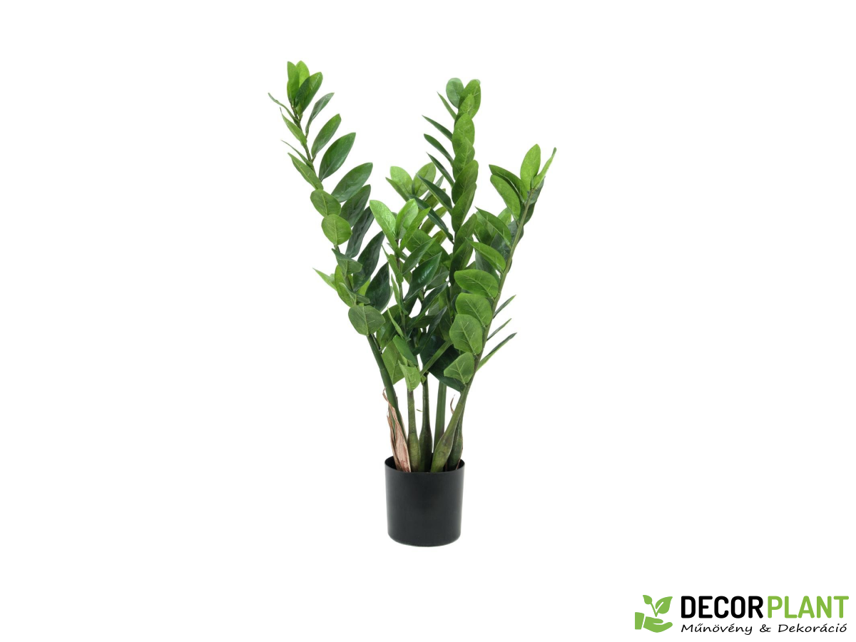 EUROPALMS Zamifolia