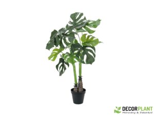 EUROPALMS Monstera deliciosa