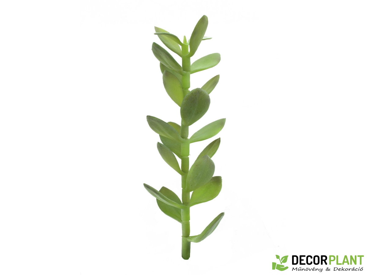 EUROPALMS Money tree shoot EUROPALMS Money tree shoot