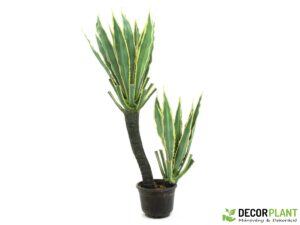 EUROPALMS Orchid-Cactus