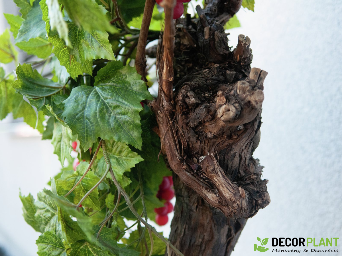 EUROPALMS Grapevine 150cm