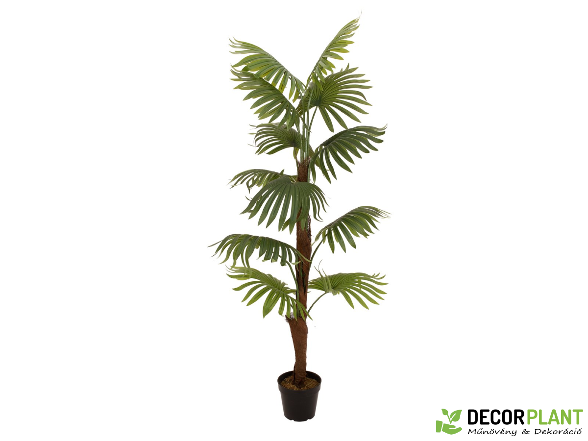 EUROPALMS Fan palm Legyezőpálma 155 cm EUROPALMS Fan palm