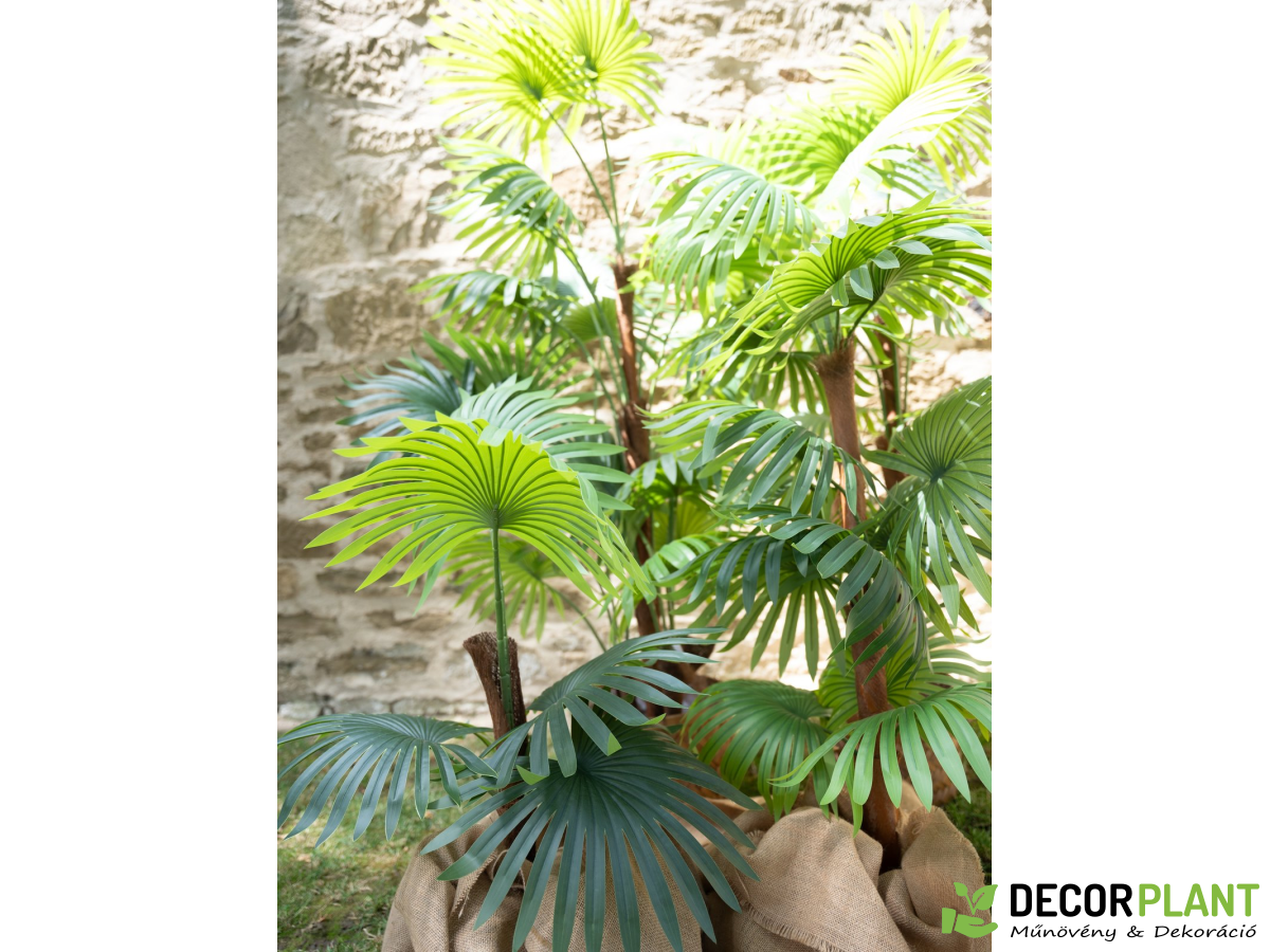 EUROPALMS Fan palm