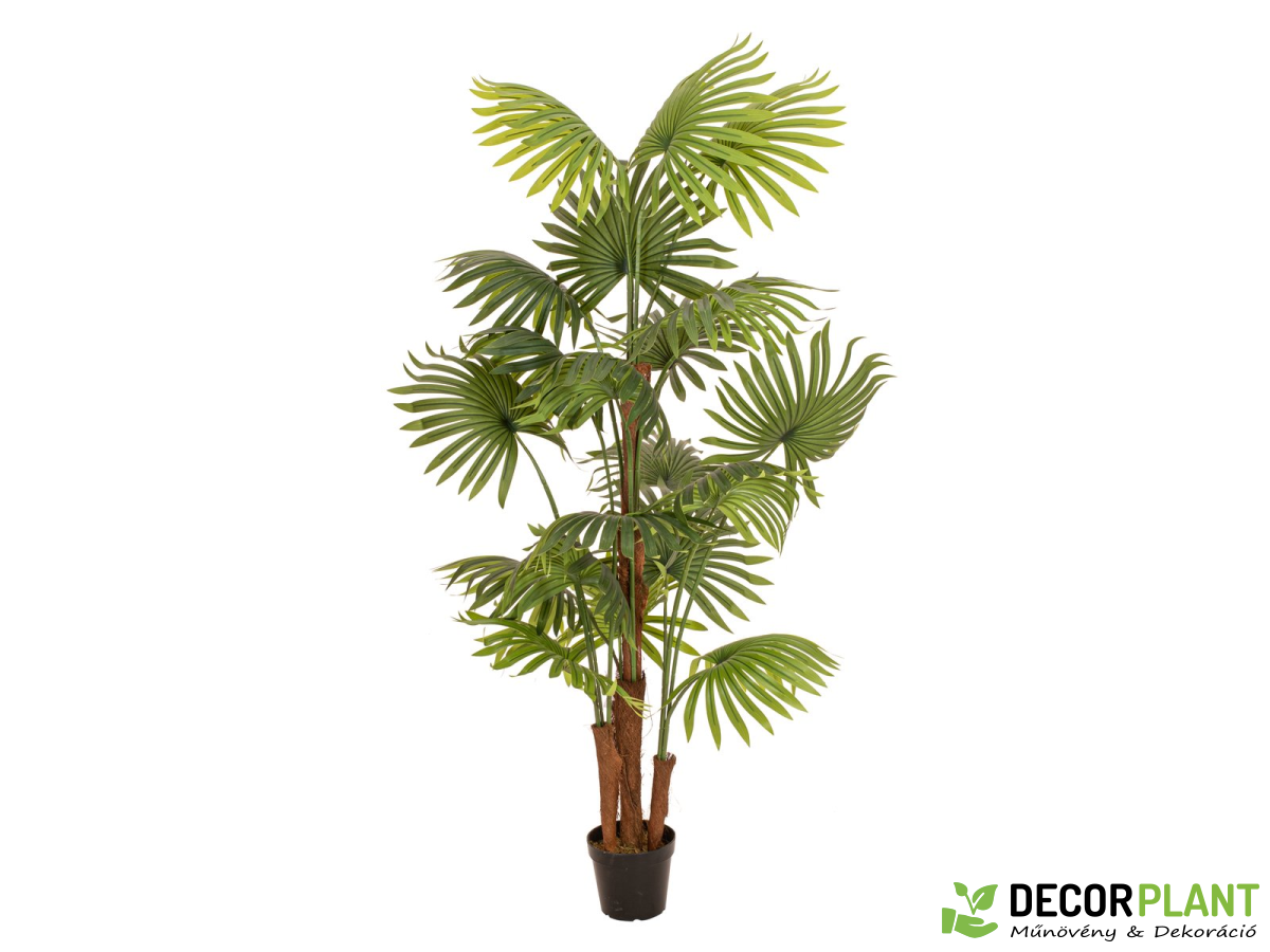 EUROPALMS Fan palm Legyezőpálma 165 cm EUROPALMS Fan palm