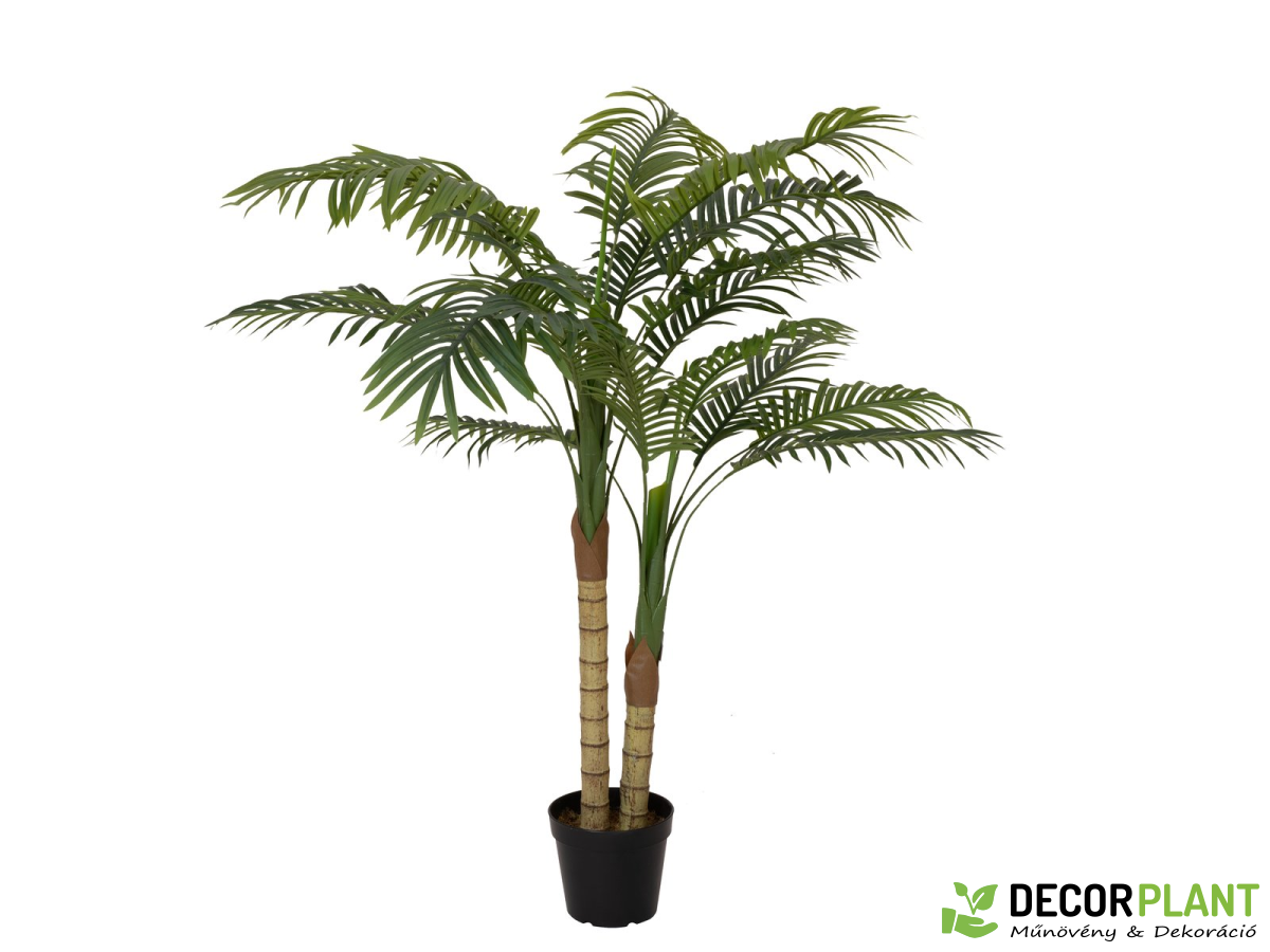 EUROPALMS Areca palm Aranypálma 2 törzs EUROPALMS Areca palm