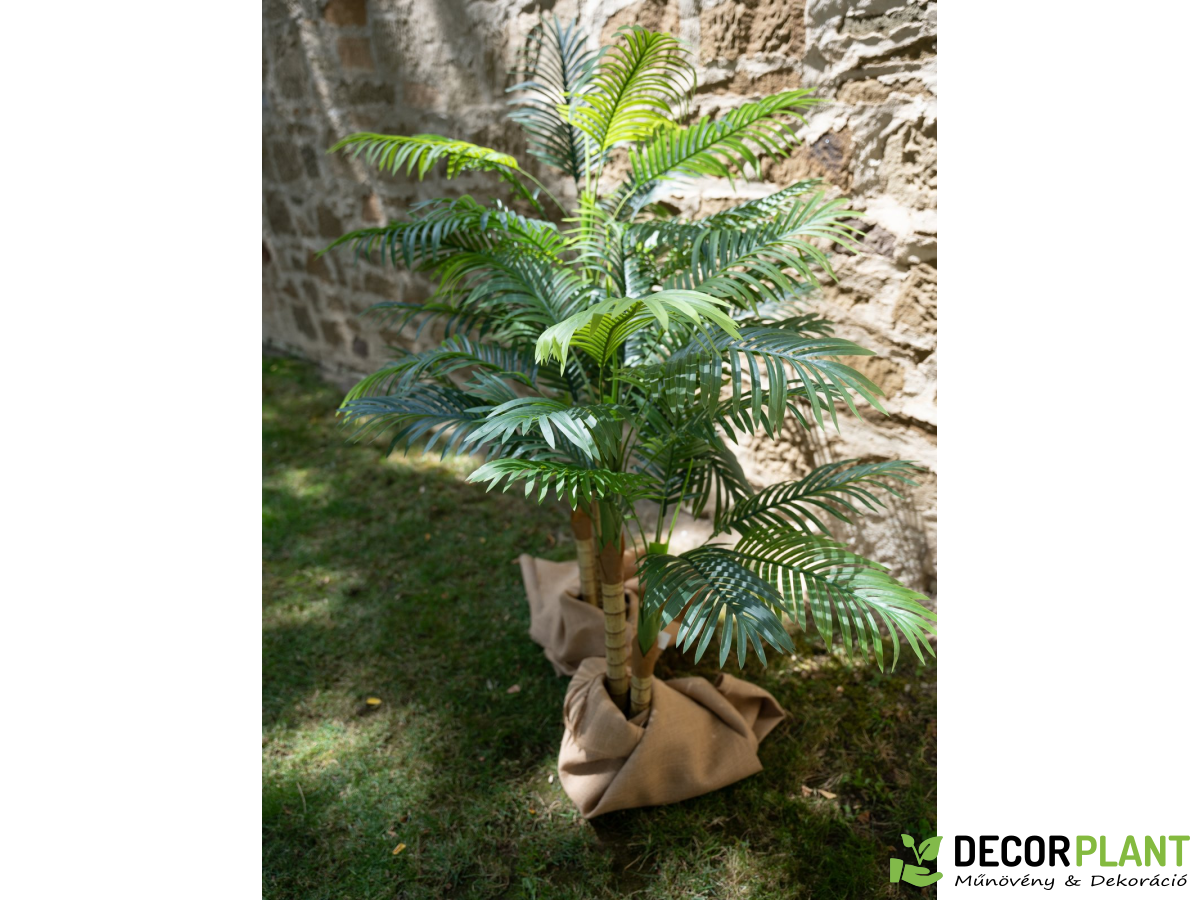 EUROPALMS Areca palm